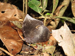 Memphis moruus