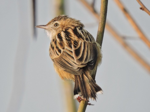 Zitting Cisticola