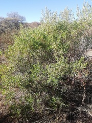 Baccharis heterophylla