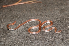 Calliophis intestinalis