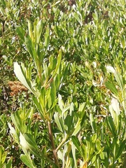 Baccharis heterophylla