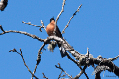 Heterophasia capistrata