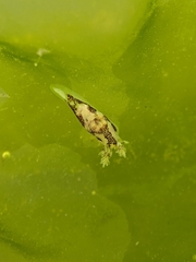 Ancula lentiginosa