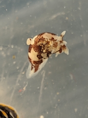 Ancula lentiginosa
