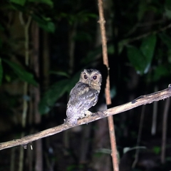 Otus lempiji