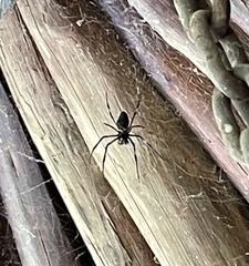 Nephilingis cruentata