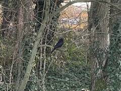 Turdus merula