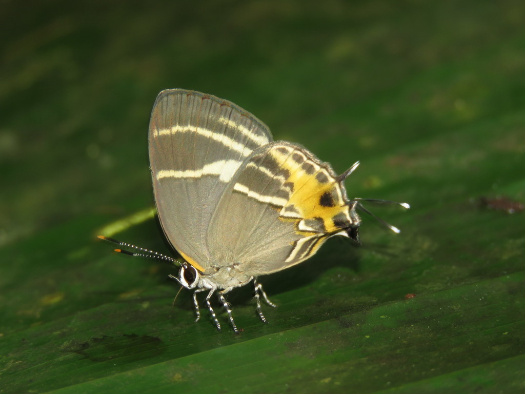 Terenthina bradyae