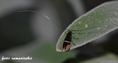 Adela paludicolella