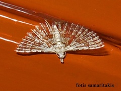 Alucita grammodactyla