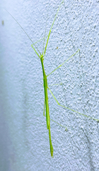 Phasmida