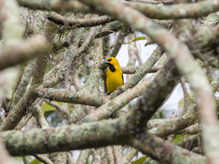 Icterus nigrogularis
