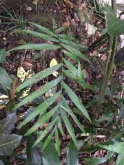 Chamaedorea radicalis