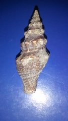 Knefastia dalli