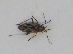 Tinicephalus rubiginosus