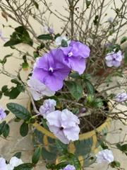Brunfelsia grandiflora