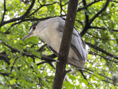 Nycticorax nycticorax