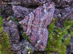 Catarhoe hortulanaria