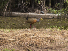 Aramides cajaneus