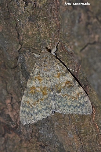 French Red Underwing