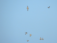 Pterocles orientalis