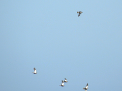 Pterocles orientalis