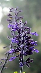 Salvia concolor