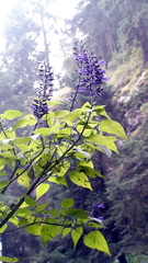 Salvia concolor