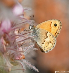 Coenonympha thyrsis