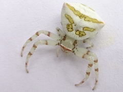 Thomisus okinawensis