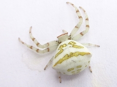 Thomisus okinawensis