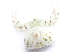 Thomisus okinawensis