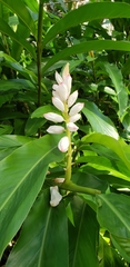 Alpinia zerumbet