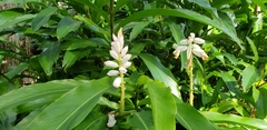 Alpinia zerumbet