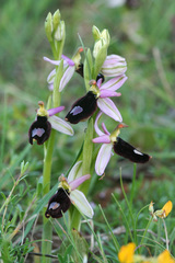Ophrys bertolonii benacensis
