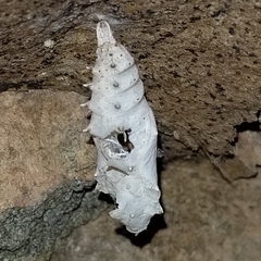 Nymphalis