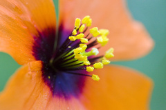 Papaver heterophyllum