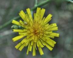 Hieracium umbellatum umbellatum
