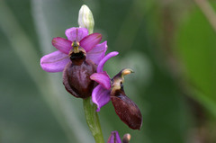 Ophrys sphegodes aveyronensis
