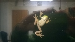 Hyla intermedia perrini