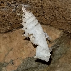 Nymphalis