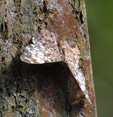 Hamadryas fornax