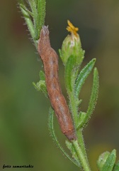 Condica viscosa