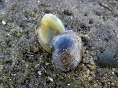 Ruditapes decussatus