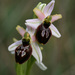 Ophrys exaltata - Photo (c) Xavier Rufray, some rights reserved (CC BY-NC), uploaded by Xavier Rufray