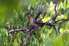 Zanclostomus javanicus