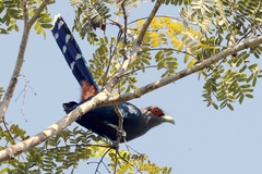 Phaenicophaeus sumatranus