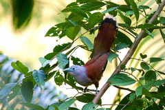 Raffles's Malkoha photo 2