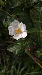 Rosa corymbifera image