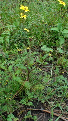 Tagetes foetidissima